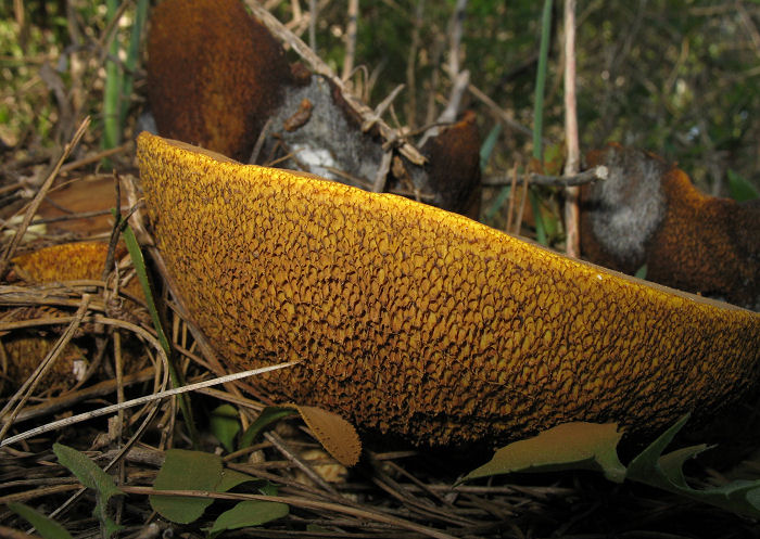 Grande spece al base di un albero