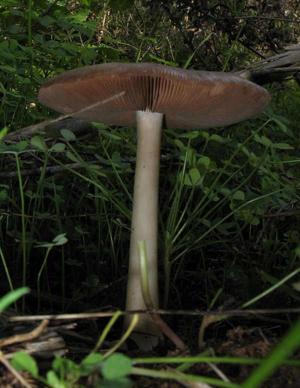 Volvariella gloiocephala (Malta)