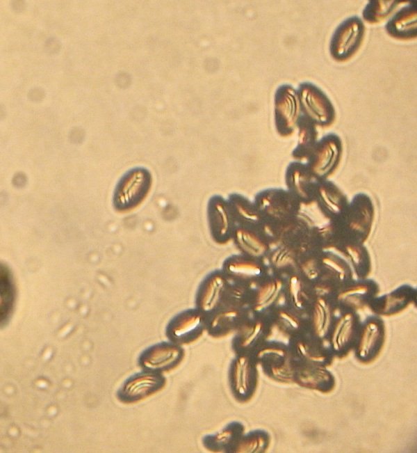 Inocybe sp.  fra gli aghi di Pinus halepensis
