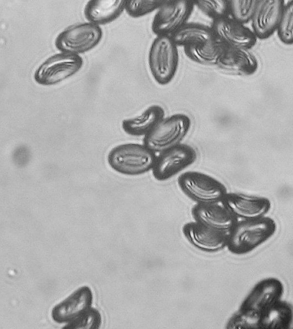 Inocybe sp.  fra gli aghi di Pinus halepensis
