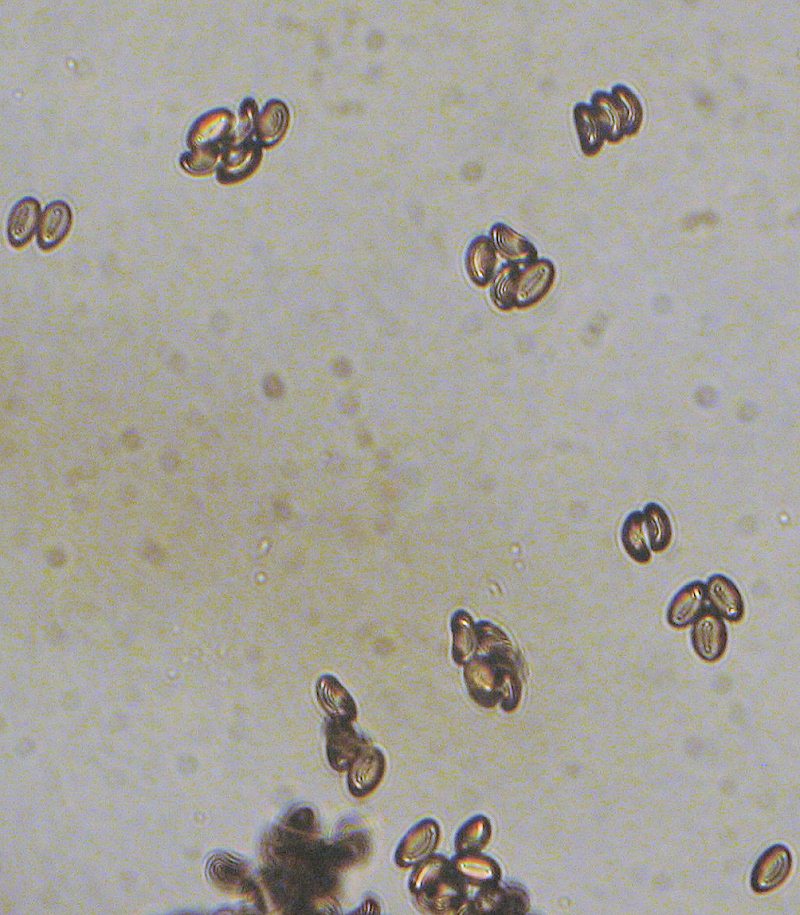 Inocybe sp.  fra gli aghi di Pinus halepensis