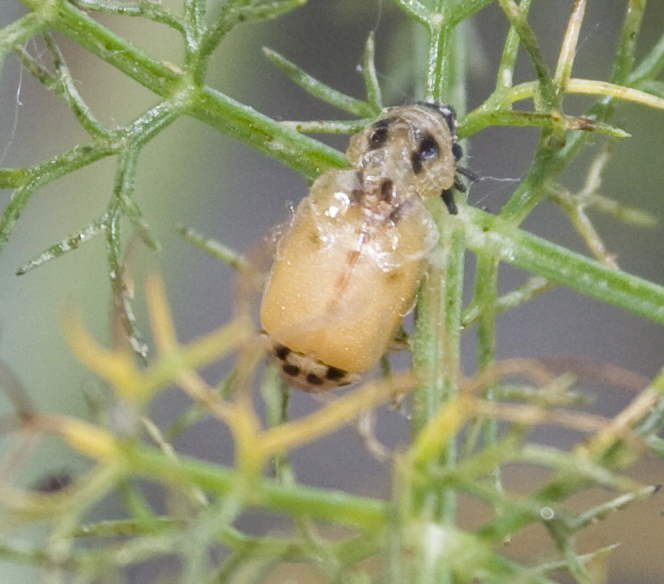 Propylea quatuordecimpunctata: la metamorfosi