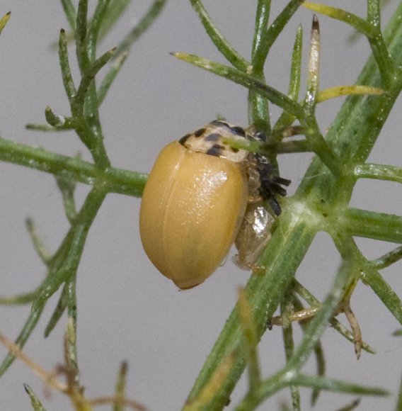 Propylea quatuordecimpunctata: la metamorfosi