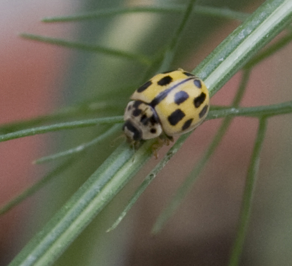 Propylea quatuordecimpunctata: la metamorfosi