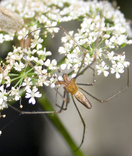 Tetragnatha sp.