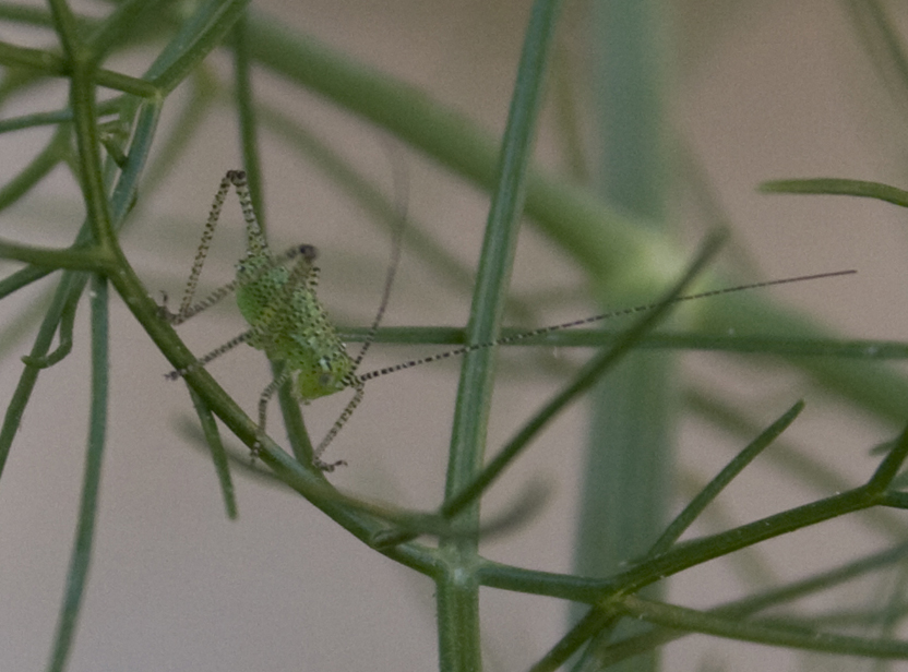 Neanide di Leptophyes sp.