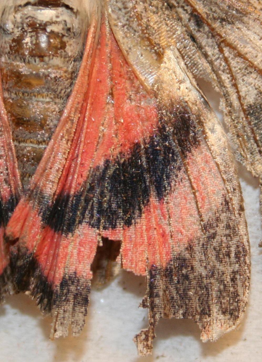 Catocala sp.