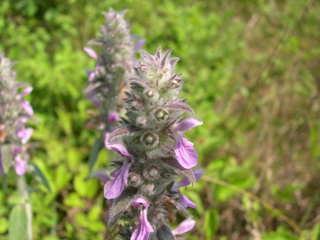 Stachys germanica / Betonica germanica