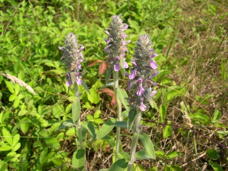 Stachys germanica / Betonica germanica