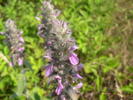 Stachys germanica / Betonica germanica