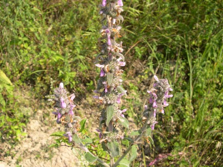 Stachys germanica / Betonica germanica