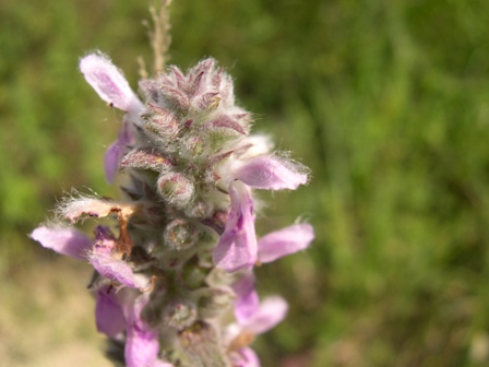 Stachys germanica / Betonica germanica