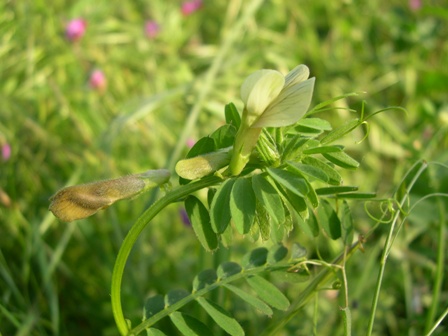 Vicia hybrida