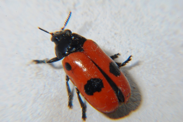Clytra laeviuscula