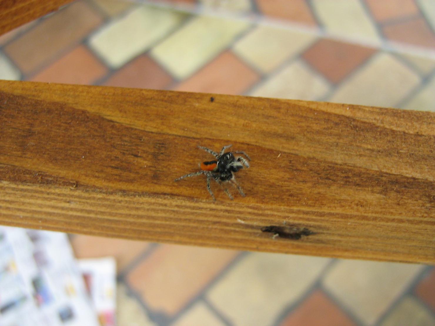 Philaeus chrysops