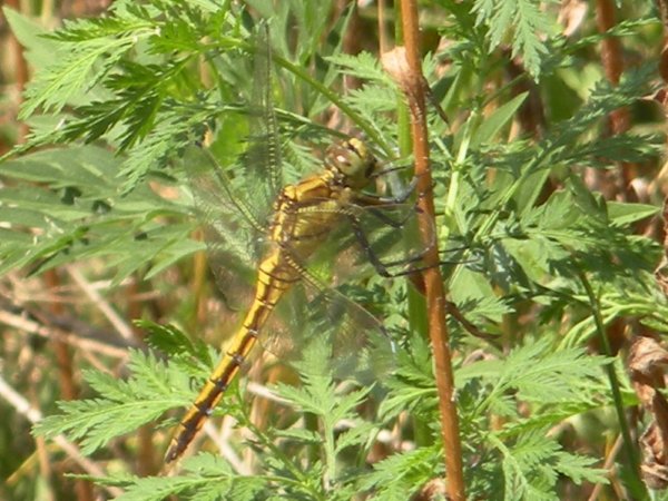 Orthetrum cancellatum
