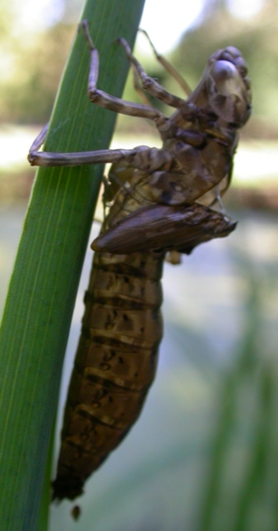 altre esuvie - Aeshna cyanea e Sympetrum sp.