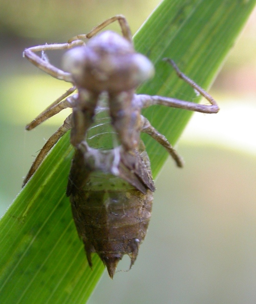 altre esuvie - Aeshna cyanea e Sympetrum sp.