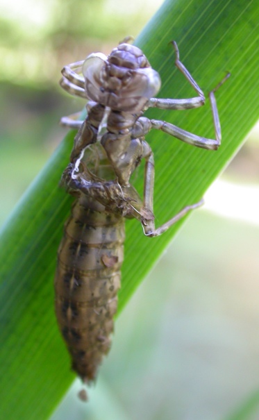 altre esuvie - Aeshna cyanea e Sympetrum sp.