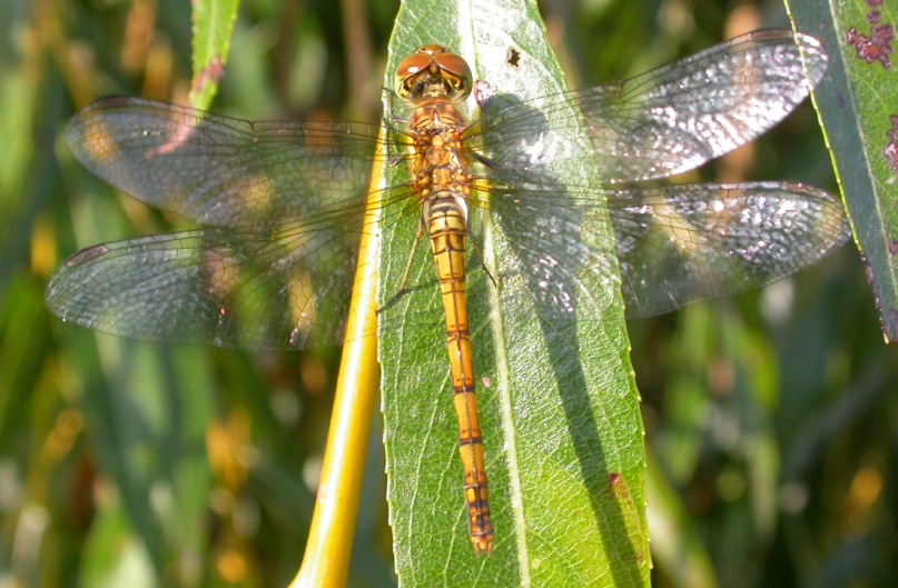 Sympetrum striolatum ?