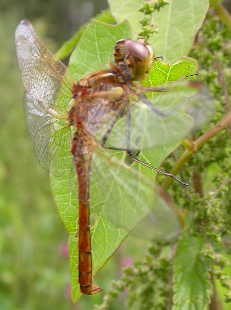Sympetrum striolatum ?