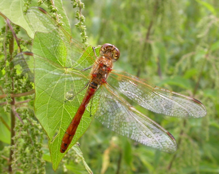 Sympetrum striolatum ?
