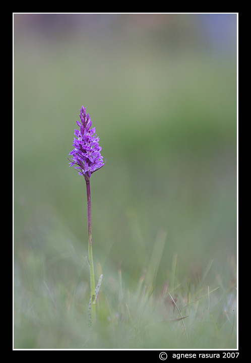 Dactylorhyza fuchsii