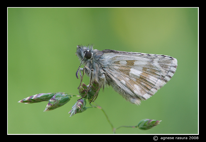 Hesperiidae Pyrginae Pyrgus...e poi ???