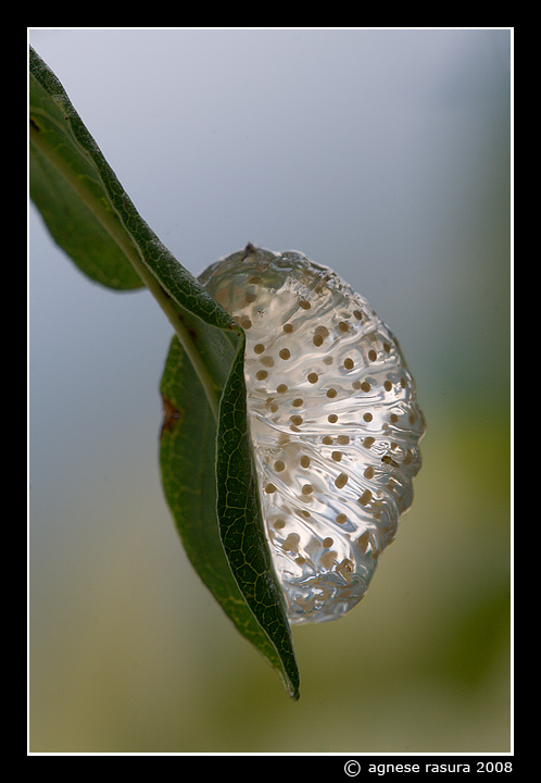 Ovatura di Limnephilidae