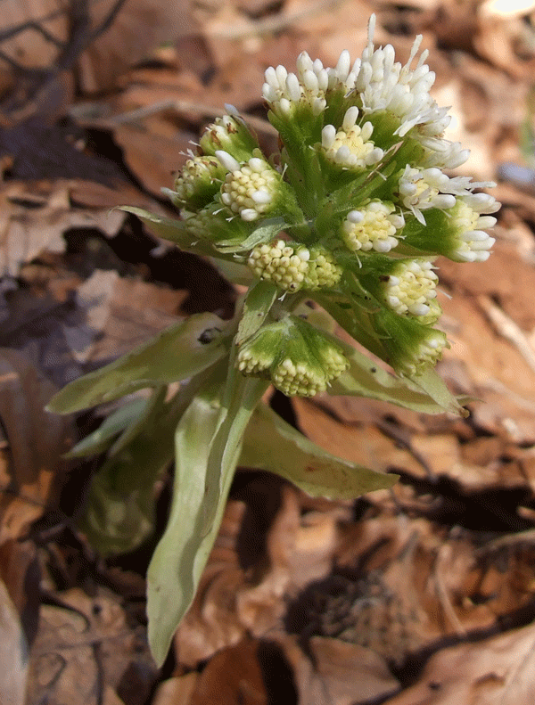 fiori globosi - Petasites albus