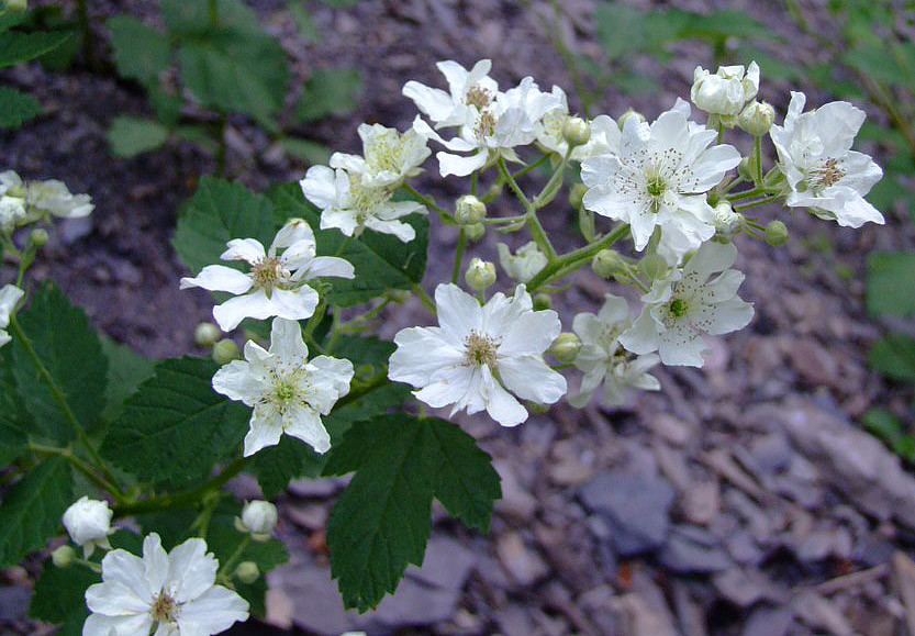fiori bianchi - Rubus sp.