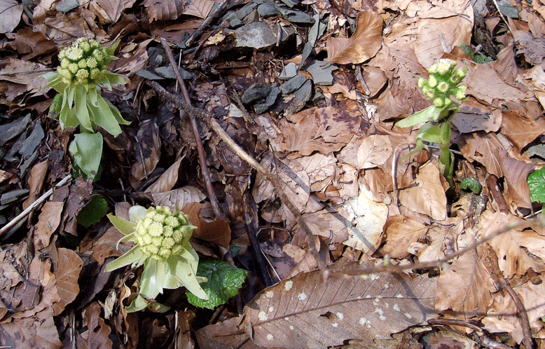 fiori globosi - Petasites albus