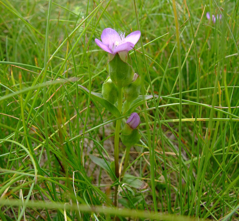 Gentianella campestris / Genzianella campestre