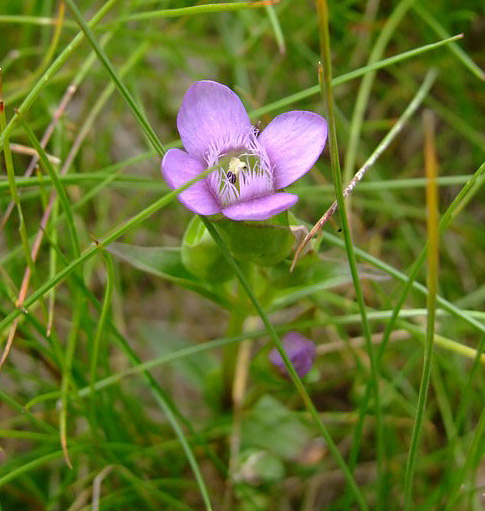 Gentianella campestris / Genzianella campestre