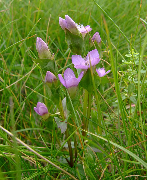 Gentianella campestris / Genzianella campestre