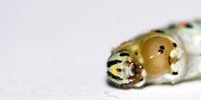 Istruzioni per allevare un Papilio machaon