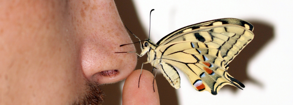 Istruzioni per allevare un Papilio machaon