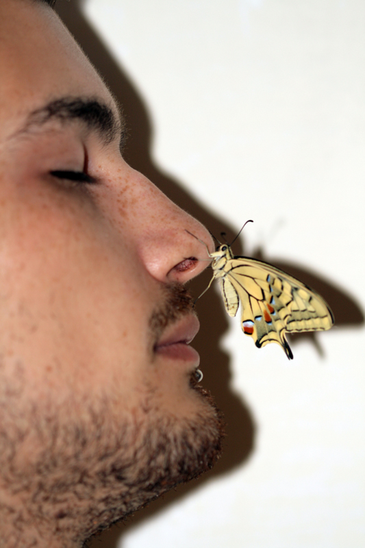 Istruzioni per allevare un Papilio machaon