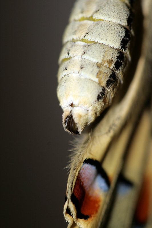 Istruzioni per allevare un Papilio machaon
