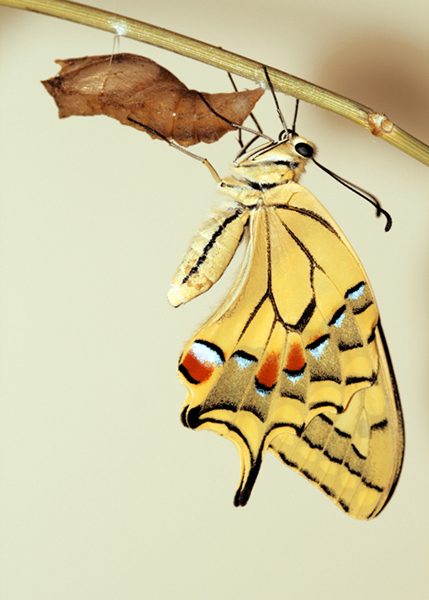 Istruzioni per allevare un Papilio machaon