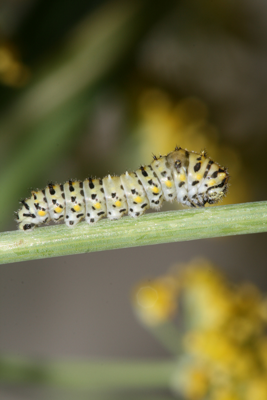 Istruzioni per allevare un Papilio machaon