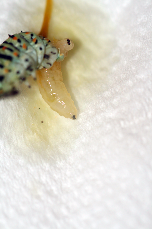 Istruzioni per allevare un Papilio machaon