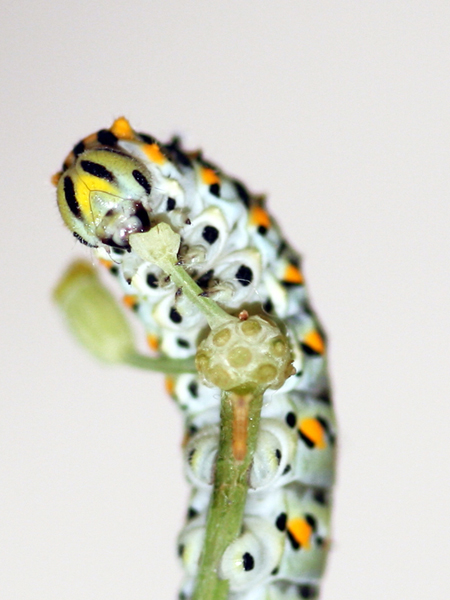 Istruzioni per allevare un Papilio machaon