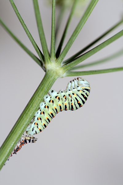 Istruzioni per allevare un Papilio machaon