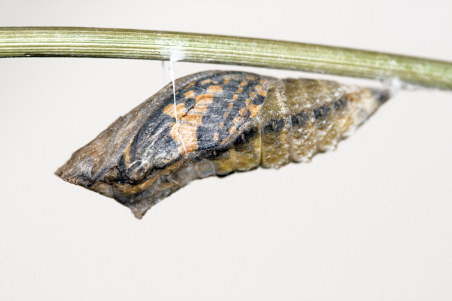 Istruzioni per allevare un Papilio machaon