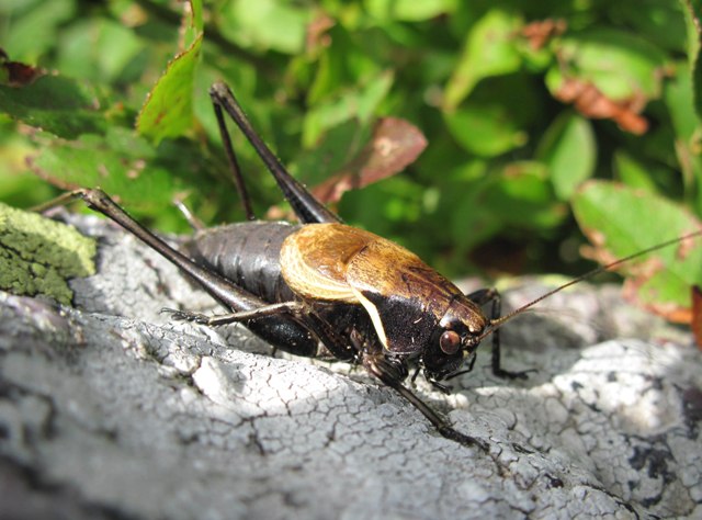 Podisma pedestris e Pholidoptera aptera