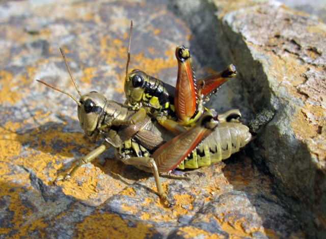 Podisma pedestris e Pholidoptera aptera