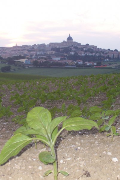 Marche: Loreto e dintorni