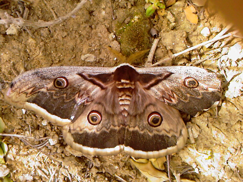 Saturnia del pero Saturnia pyri