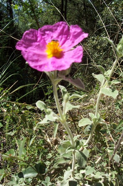 Cistus creticus
